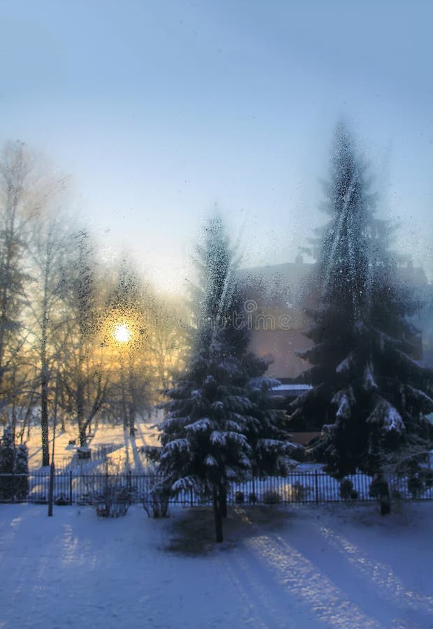 Beautiful winter landscape with trees in snow. Sunset light