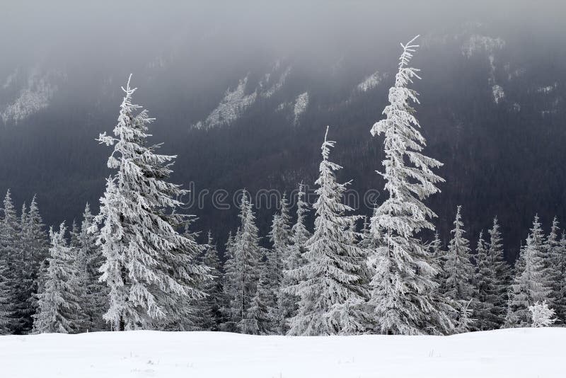 Beautiful winter mountain landscape. Tall dark evergreen pine trees covered with snow and frost on cold sunny day on copy space ba