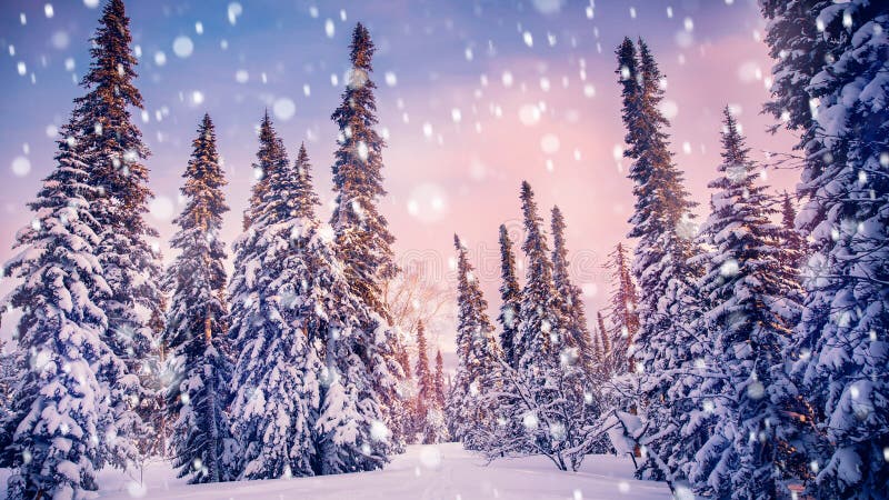 Beautiful winter panorama with sun light, sunset on forest pine trees covered with fresh snow on frosty