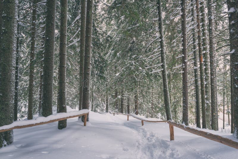 Beautiful winter pine forest with tourist route in snow, scenic nature landscape