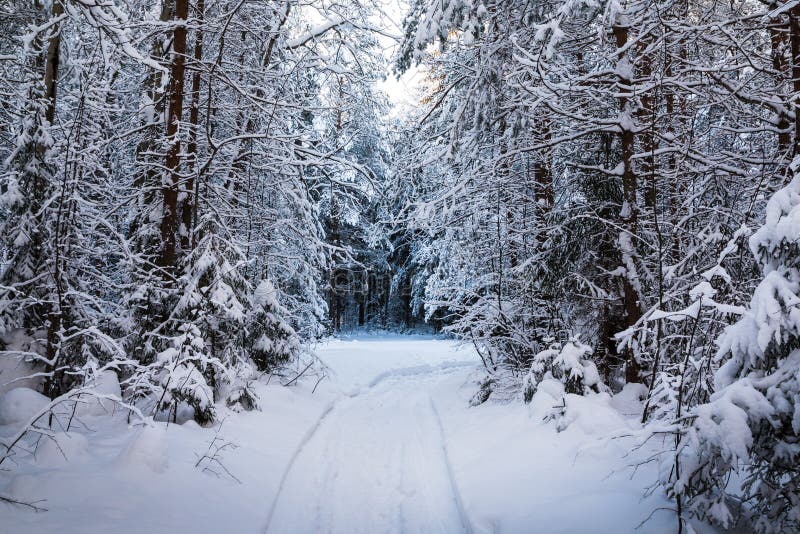 Beautiful winter scenery with forest full of trees covered snow