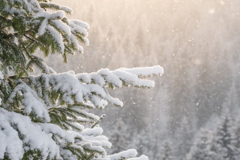 Snow Fall Tree Snow Fall Tree