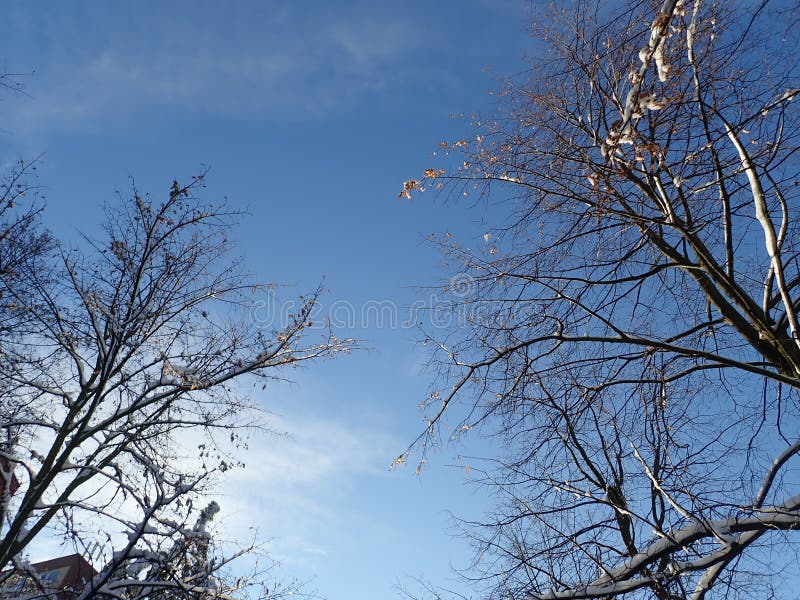 Beautiful winter tree with snow on branches stock images