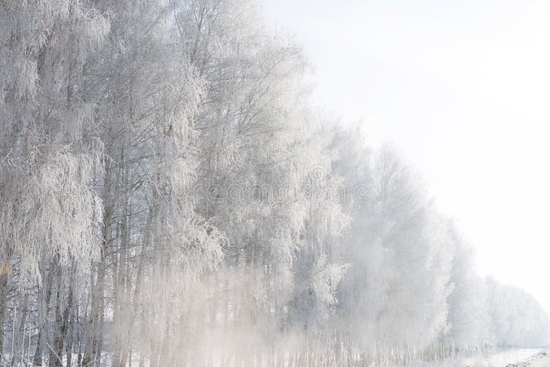 Beautiful winter white snowy with snow on tree branches