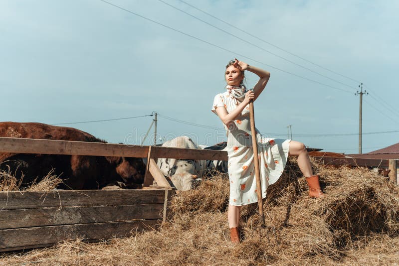 A beautiful woman on a farm feeds the cattle with hay