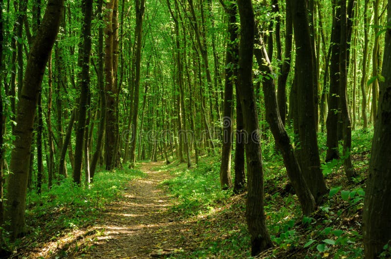 Beautiful Wood At The Sunset. Environment Protection