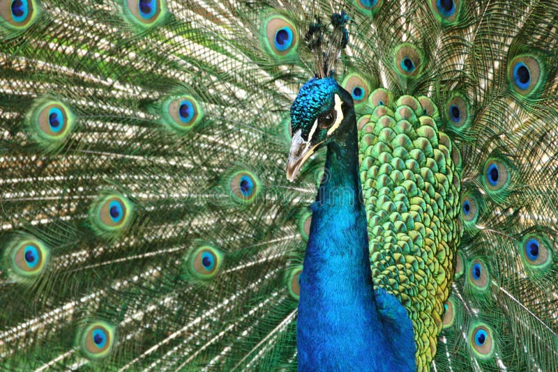 Beautiful wooing peacock from close-up. Fantastic colors and patterns royalty free stock photography Beautiful wooing peacock from close-up. Fantastic colors and patterns royalty free stock photography