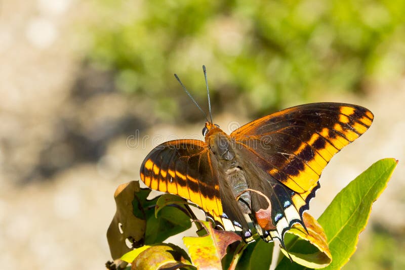 Beautiful Yellow and Black Coloured Butterfly on the Leaves Stock Photo