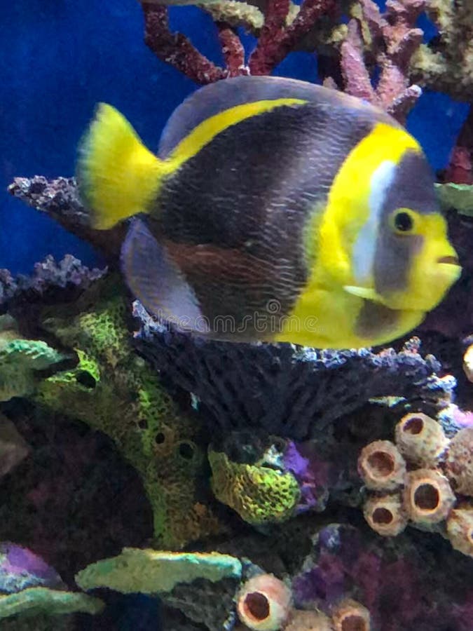 Beautiful Yellow and Black Fish Swimming in Tank Stock Image - Image of