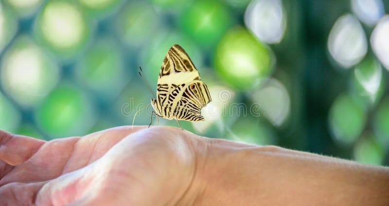 Beautiful yellow and brown butterfly sitting on the hand and green lattice pattern royalty free stock image