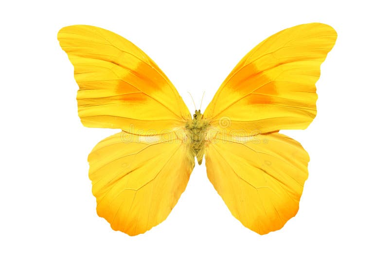 little yellow butterfly