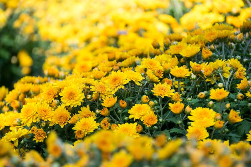 Beautiful Yellow Chrysanthemum flower Garden abstract background