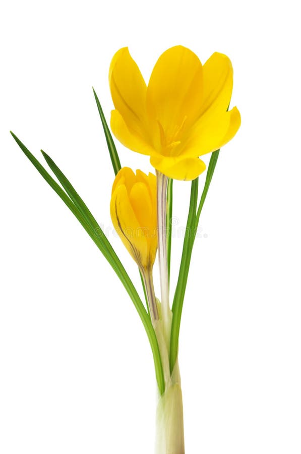 Beautiful yellow crocus on a white background - fresh spring flowers. selective focus