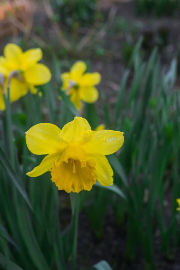 Beautiful Yellow Daffodils in Early Spring in a Flower Bed in the