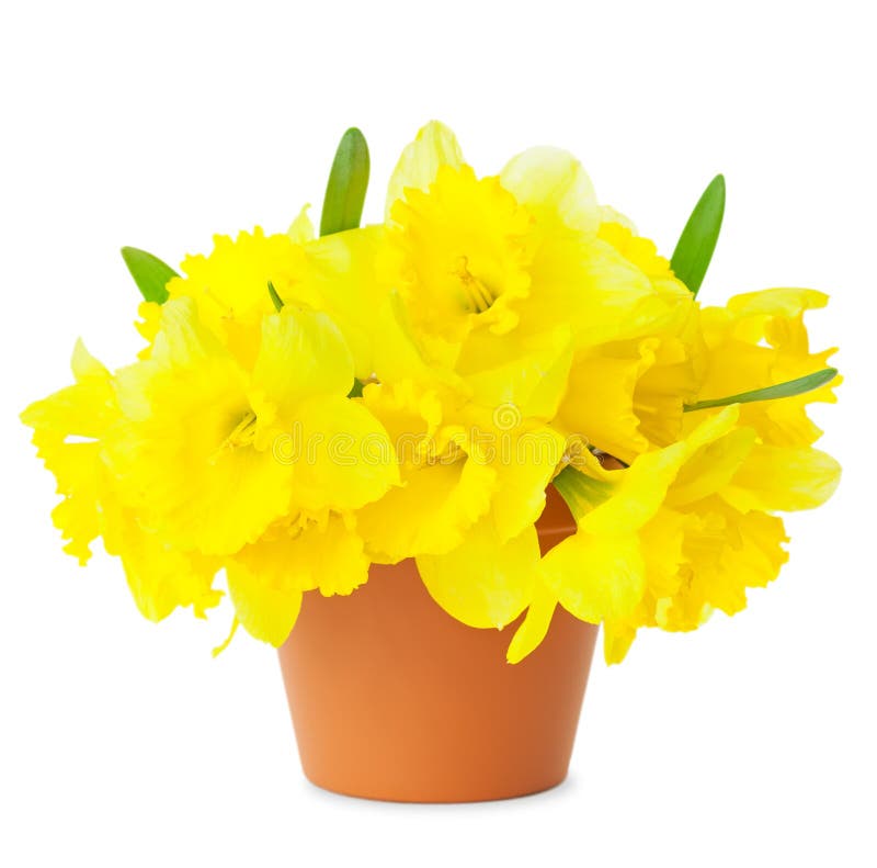 Beautiful Yellow Daffodils in flowerpot isolated on white