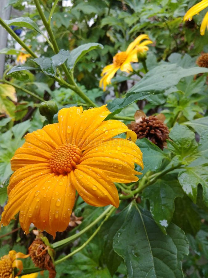 Beautiful Yellow Daisy Flowers in the Garden with Leafs Behind Stock Photo Image of flora