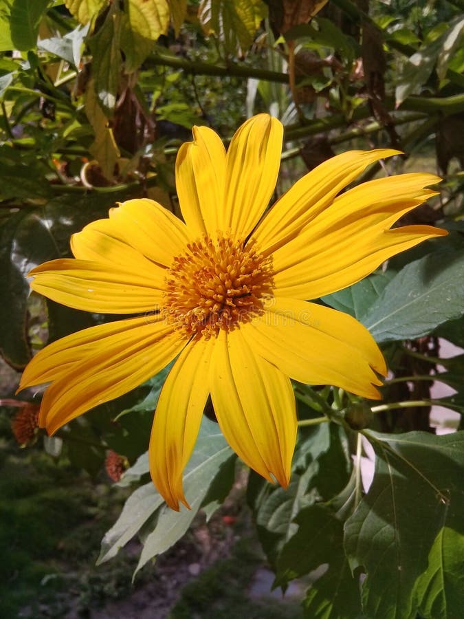 A Beautiful Yellow Daisy Flower in the Garden Stock Photo - Image of