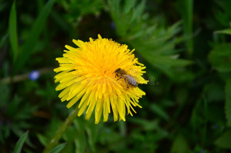 Beautiful yellow dandelion and honey bee in a green field