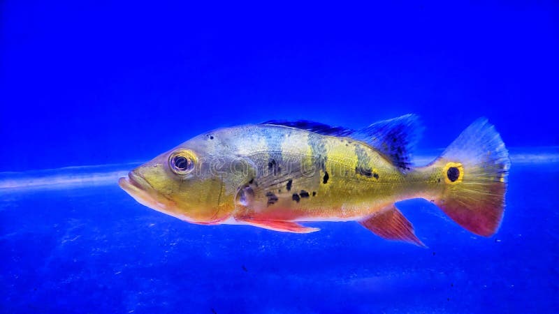 Beautiful yellow fish peacock bass stock photography