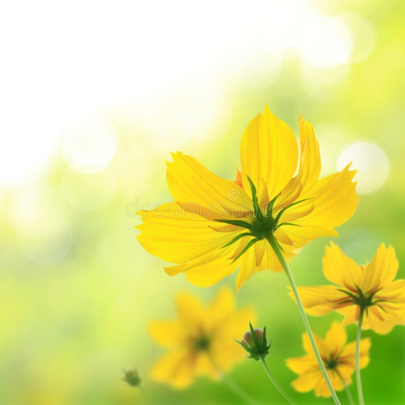 Yellow floral pattern stock image. Image of design, deco 16184571