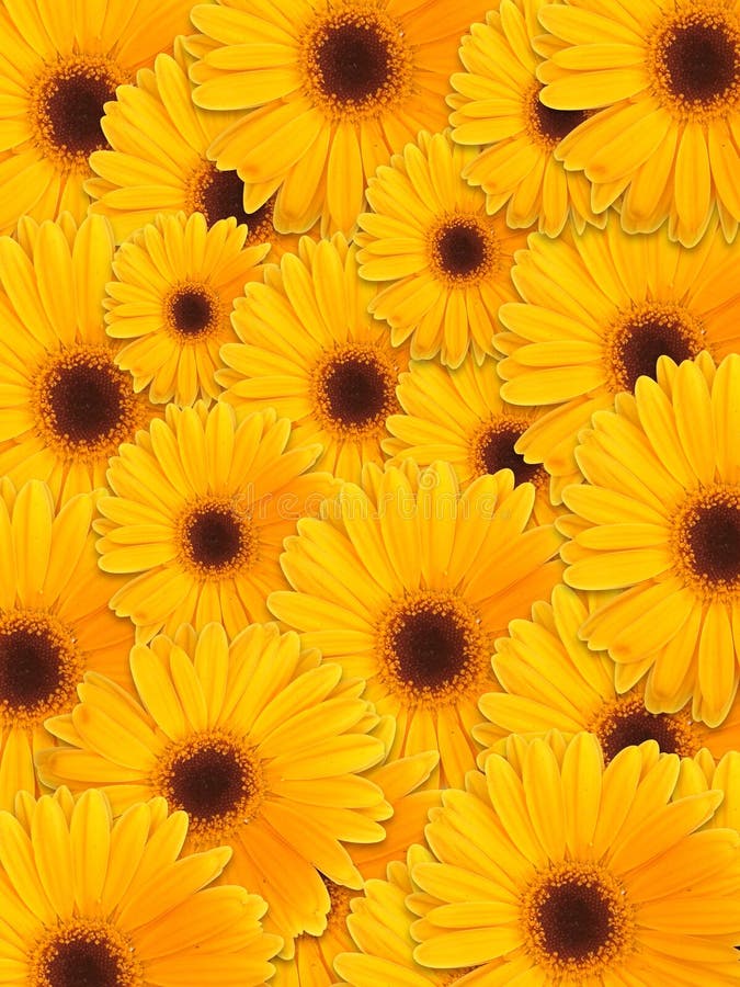 Beautiful yellow flower stock image. Image of petals 11074367