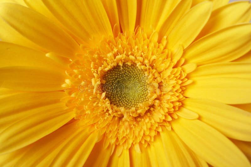 Beautiful yellow flower