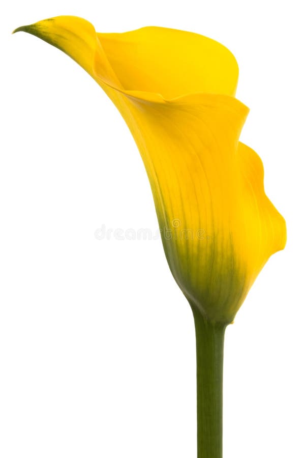 Beautiful yellow flower