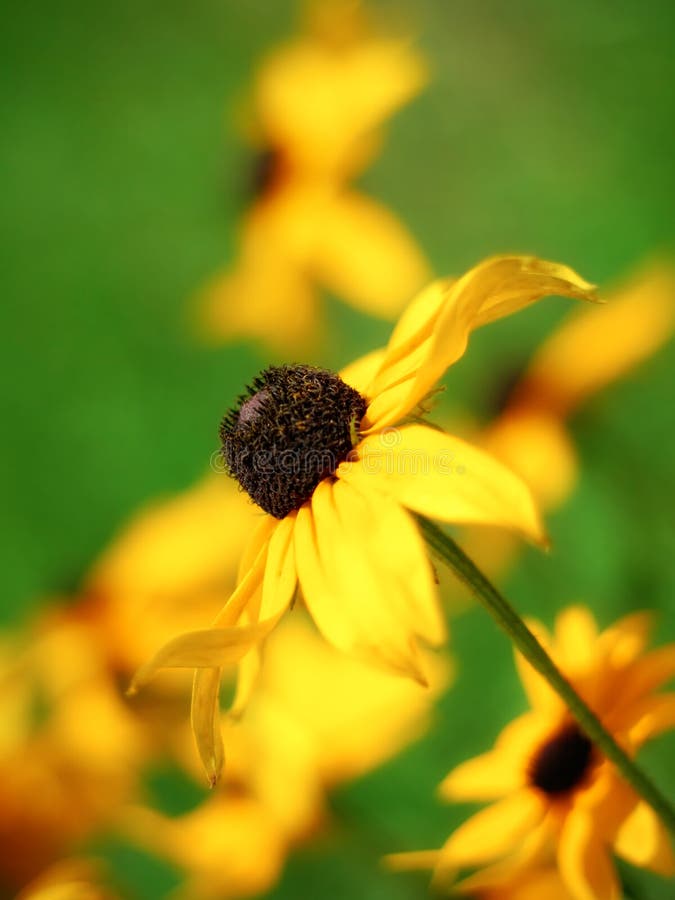 Beautiful yellow flower stock image. Image of outdoor 9167117