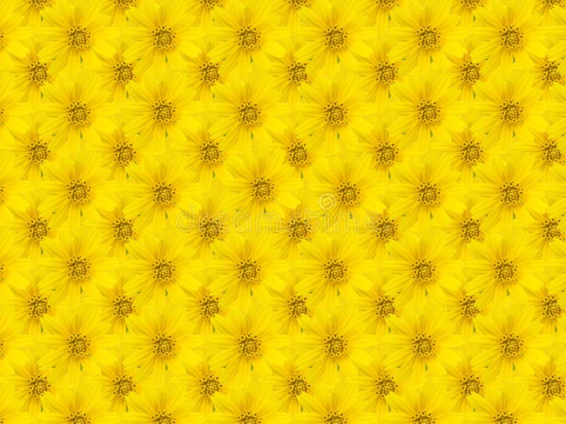 Beautiful Yellow Flower Background Stock Photo Image of details