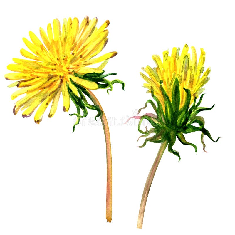 Beautiful yellow flower dandelion isolated, watercolor illustration