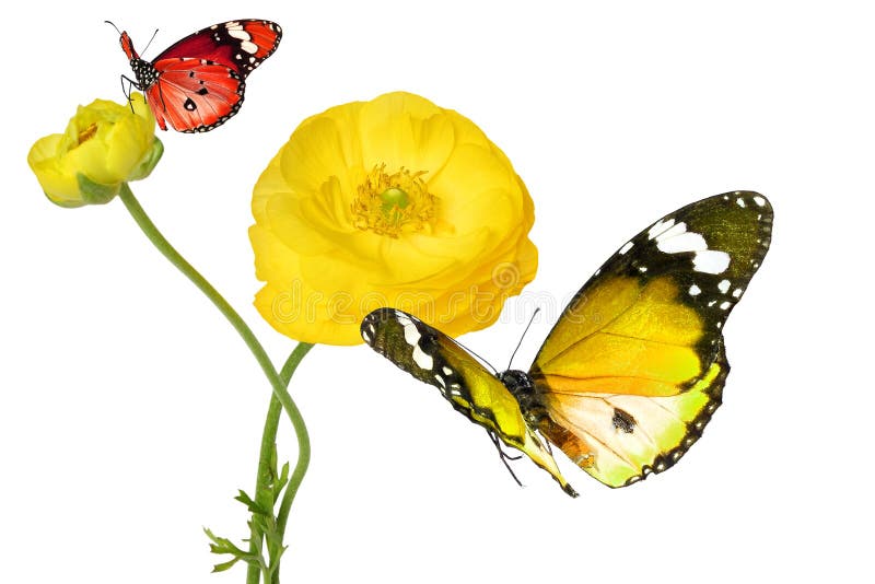 Beautiful yellow flower of a Garden Buttercup and colorful butterflies.