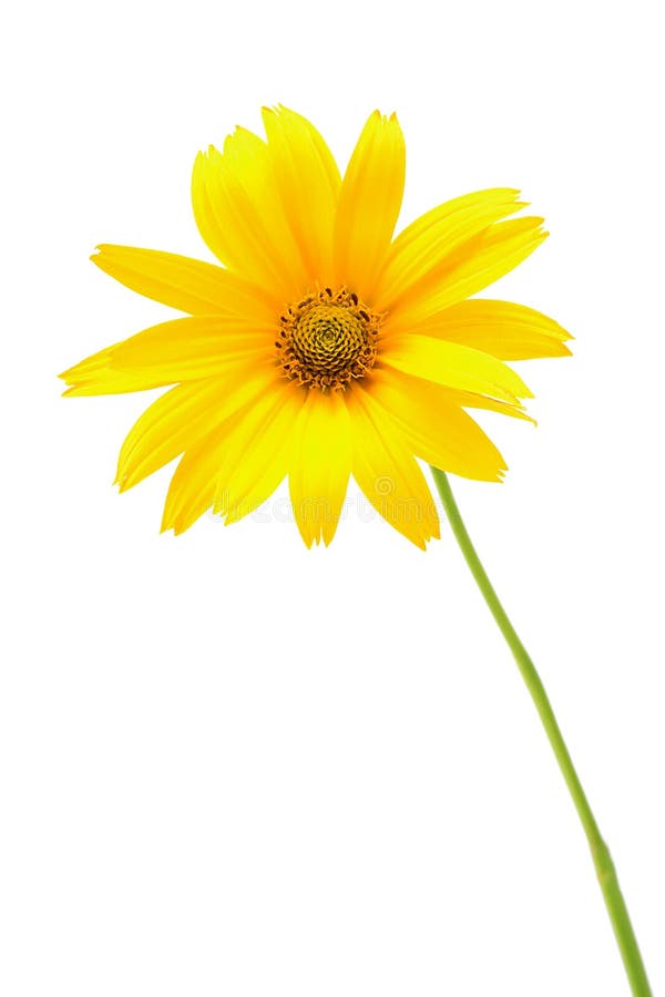 Beautiful Yellow Flower Isolated on White Background Stock Image