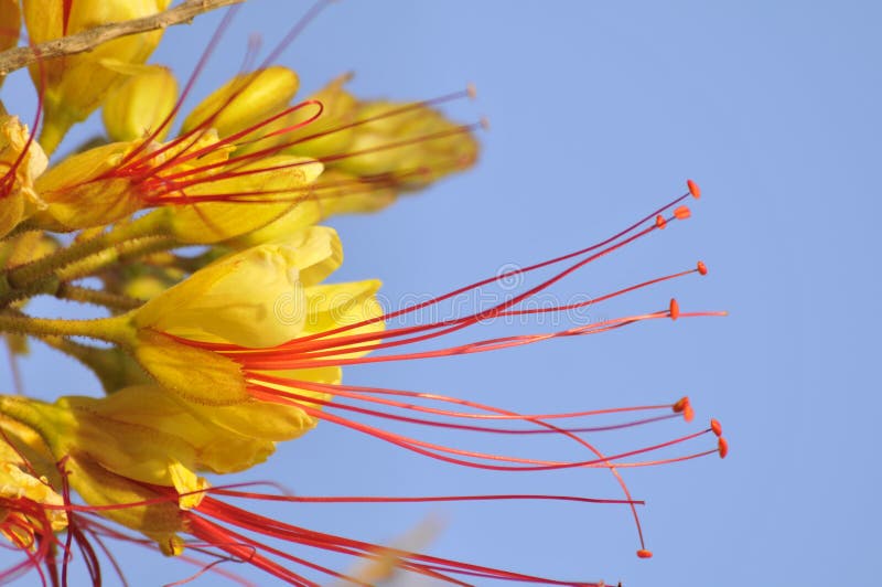 Beautiful Yellow Flower with Long Red Stamens Stock Image Image of