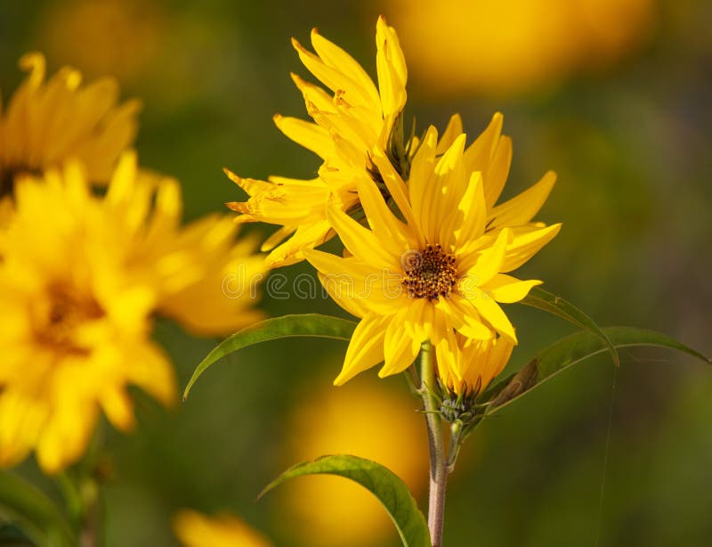 Beautiful yellow flower in the park royalty free stock photos Beautiful yellow flower in the park royalty free stock photos