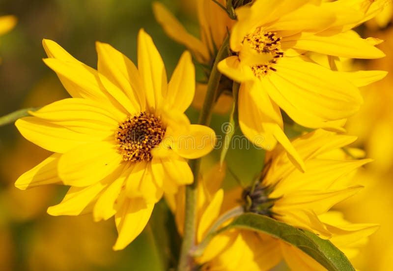 Beautiful yellow flower in the park stock photography Beautiful yellow flower in the park stock photography