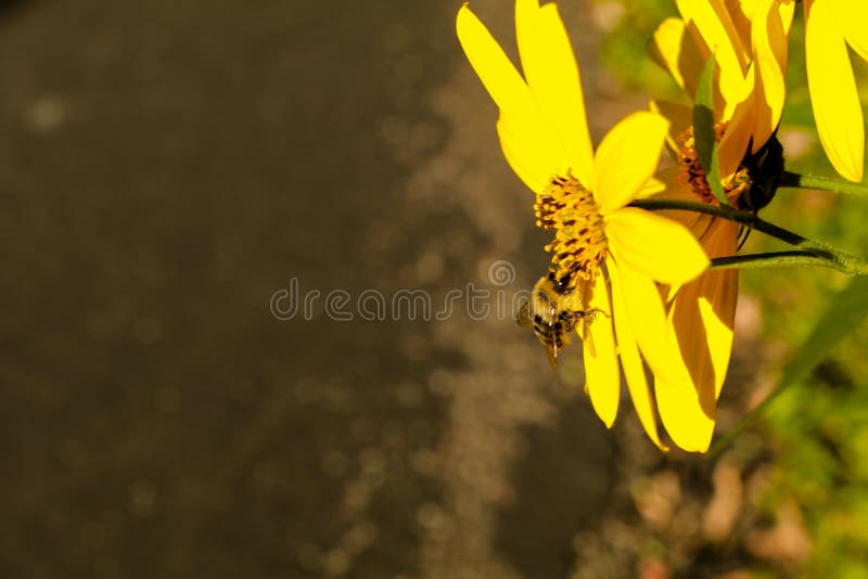 Bee on a Flower. A beautiful yellow flower on a warm summer day. With a bee sniffing at its sweet fragrance stock image Bee on a Flower. A beautiful yellow flower on a warm summer day. With a bee sniffing at its sweet fragrance stock image