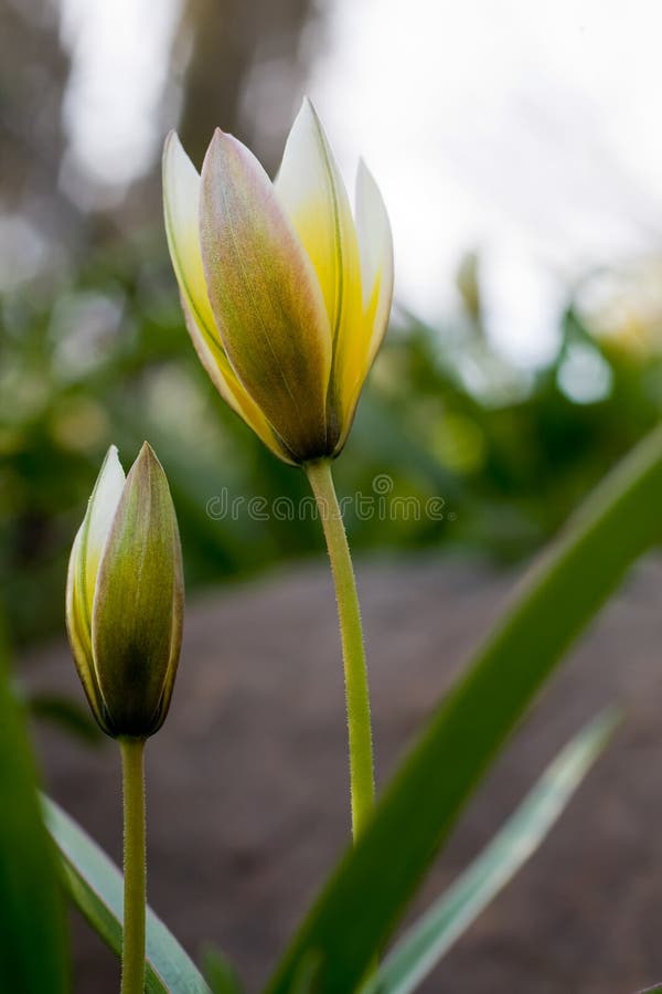 Beautiful yellow flowers stock photo. Image of natural 11238512