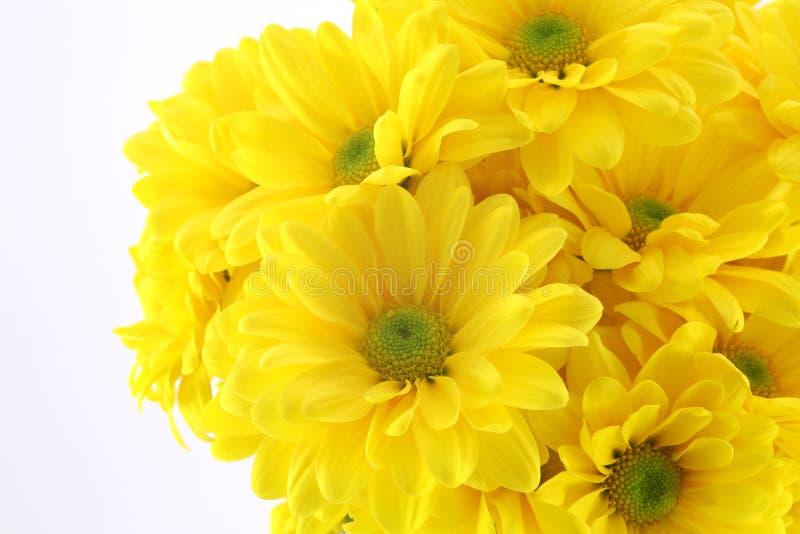 Beautiful yellow flowers stock image. Image of close, beautiful 2149739