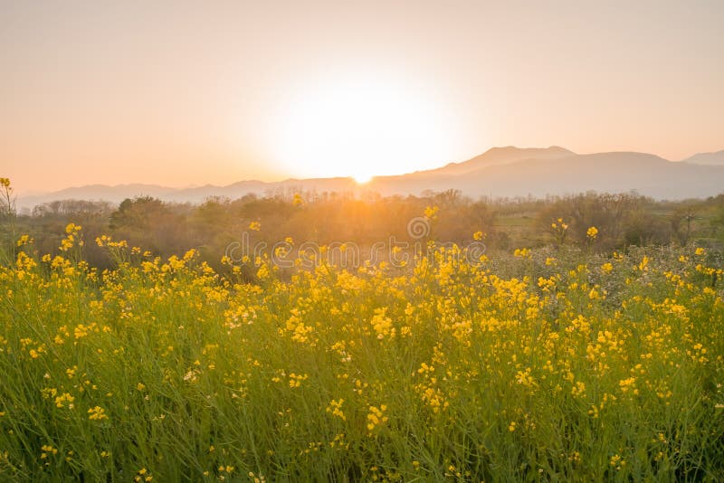 Beautiful Yellow flowers blossoming in sun rise ,Nanohana flowers