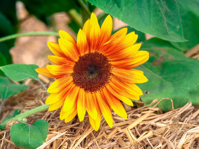 Beautiful Yellow Flowers And Green Leaf On A Background Stock Image
