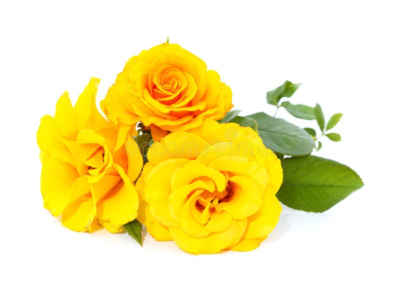 Beautiful yellow flowers stock photo. Image of wedding 255555510