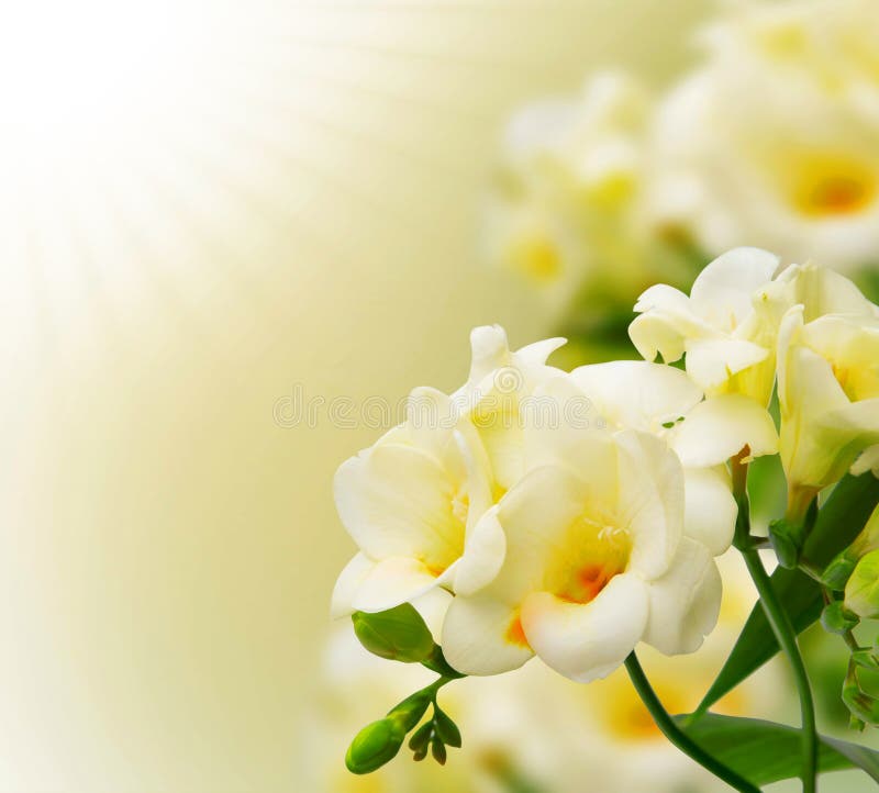 Beautiful yellow freesia background.Blooming freesia flowers on