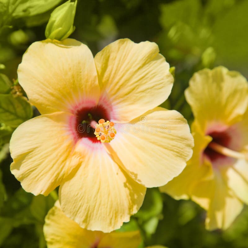 Beautiful Yellow Hibiscus Flower Stock Image Image of exotic, bright