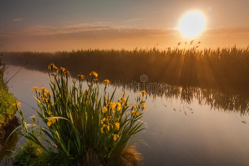 Beautiful Yellow Iris Flowers In The Rays Of The Dawn Sun Stock Image Image of morning, irises