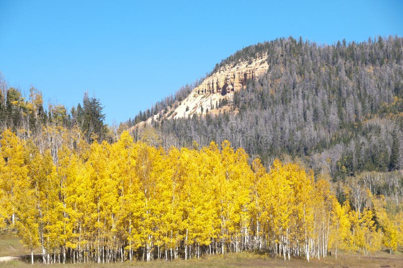 Fall Foliage On Yellow Aspen Trees Showing Off Their Autumn Colors