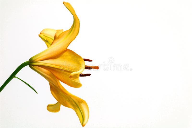 Beautiful yellow lily flower on white background