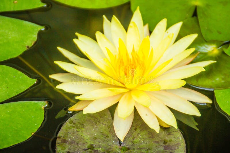 Beautiful yellow lotus with green leaves in swamp pond. Peaceful yellow water lily flowers and green leaves on the pond surface.