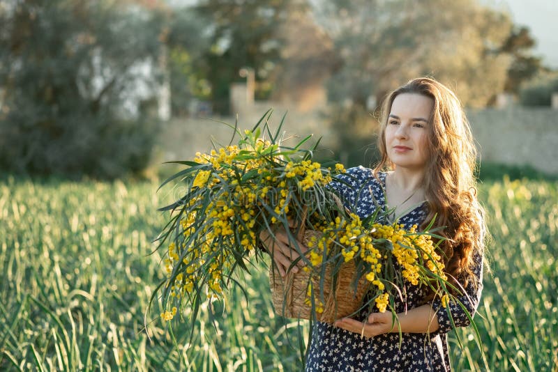 Beautiful yellow mimosa flowers in wicker box in hands of young woman on sunset nature background