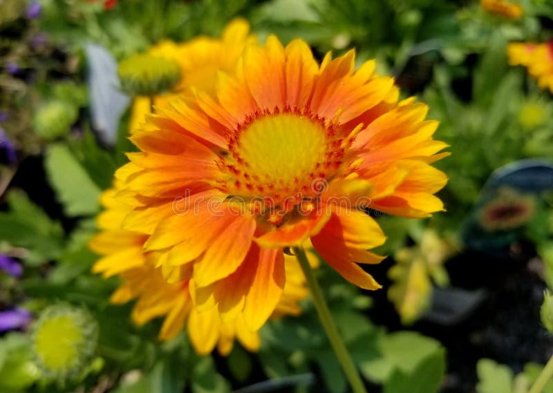 Beautiful yellow and orange Blanket Flower &x27;Arizona Apricot