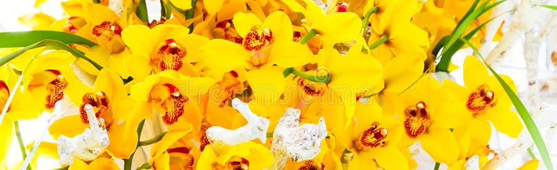 Beautiful yellow orchid flower blossom background texture